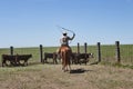 Horseback riding cowboy herding cattle with lasso Royalty Free Stock Photo