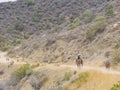 Horseback riding in Hollywood Hills trail Royalty Free Stock Photo