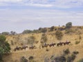 Horseback riding in Hollywood Hills trail Royalty Free Stock Photo