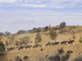 Horseback riding in Hollywood Hills trail Royalty Free Stock Photo