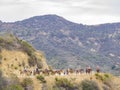 Horseback riding in Hollywood Hills trail Royalty Free Stock Photo