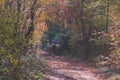 Horseback riding through red and golden foliage Royalty Free Stock Photo