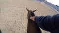 On horseback. Stroking the horse. Astride on horse summer