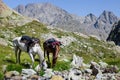 Horseback tour in the mountains