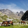 Horseback tour in the mountains