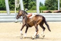 a horseball player catching the ball from the ground Royalty Free Stock Photo