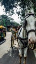 A horsecar and a auto on the road in India