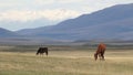 Horsecar in mountain