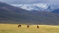 Horsecar in mountain