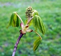 Horsechestnut, in bud Royalty Free Stock Photo