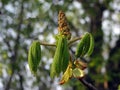 Horsechestnut new green leaves Royalty Free Stock Photo