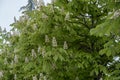 Horsechestnut tree in bloom Royalty Free Stock Photo