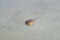 Horseshoe crab in a shallow water on Florida beach Royalty Free Stock Photo