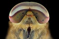 Horseflies extreme closeup , macro photography