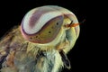 Horseflies extreme closeup , macro photography