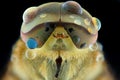 Horseflies extreme closeup , macro photography