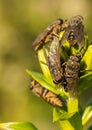 Horseflies