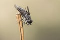 Horsefly perched on stick on greenish background