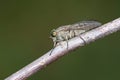 Horsefly Royalty Free Stock Photo