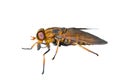 Horsefly 4 Royalty Free Stock Photo