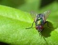 HorseFly Royalty Free Stock Photo