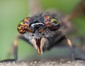 Horsefly closeup