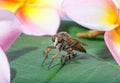 horsefly with flower on green leaf