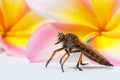 horsefly with flower on green leaf Royalty Free Stock Photo