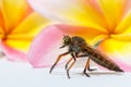 horsefly with flower on green leaf