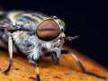 Horsefly or Gadfly or Horse Fly Diptera Insect Macro Royalty Free Stock Photo