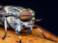 Horsefly or Gadfly or Horse Fly Diptera Insect Macro