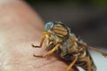 Horsefly on hand