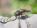 Horsefly. The insect is sitting on a man`s clothes. Bloodsucking