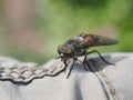 Horsefly. The insect is sitting on a man`s clothes. Bloodsucking