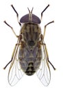 Horsefly Royalty Free Stock Photo