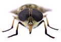 Horsefly look (Tabanus sp.)