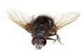 Horsefly Macro Royalty Free Stock Photo