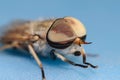 Horsefly Portrait on a Blue Background