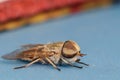 Horsefly Portrait on a Blue Background