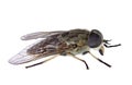 Horsefly (Tabanus sp. ) in lateral view Royalty Free Stock Photo