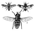 Horsefly, vintage illustration