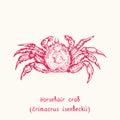 Horsehair crab Erimacrus isenbeckii top view. Ink black and white doodle drawing in woodcut style