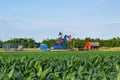 Horsehead oil pump in the middle of a corn farm