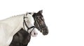 Horseheads white Collage Royalty Free Stock Photo