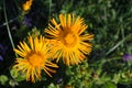 horseheal (Inula) Royalty Free Stock Photo