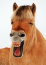 Horselaugh Royalty Free Stock Photo