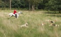 Horseman with English Pointer dogs in action Royalty Free Stock Photo
