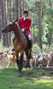 Horseman with English Pointer hunting dogs Royalty Free Stock Photo