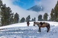 Horseman and horse pony walking on valley, Visiting Baisaran Tourist Point in Pahalgam