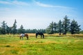 Horsens grazing on a green field Royalty Free Stock Photo